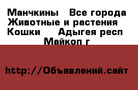 Манчкины - Все города Животные и растения » Кошки   . Адыгея респ.,Майкоп г.
